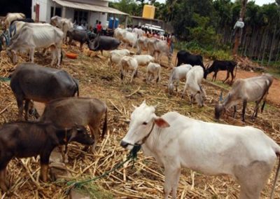 Livestock